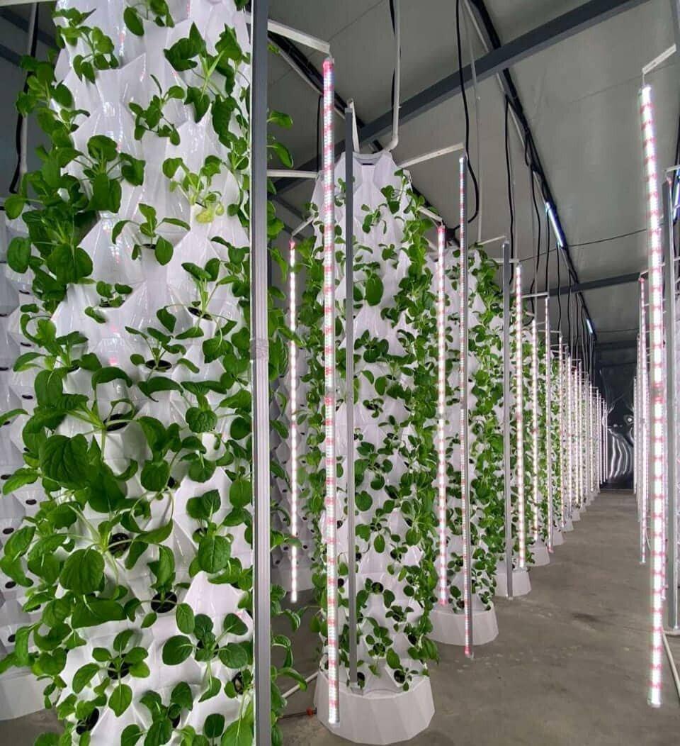 High Garden Started edible plants Production with NASA technologies