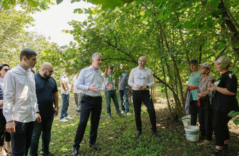 Minister: Hazelnuts are one of the strategic crops for Georgia