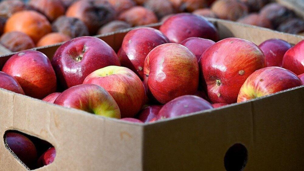 ვაშლის მიღებას კომპანიები სექტემბრიდან დაიწყებენ - საპროგნოზო მოსავალი 130-135 ათასი ტონაა