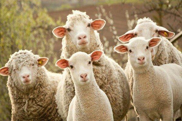 რა უნდა გაკეთდეს ცხვრის ექსპორტის ხელშეწყობის მიზნით? - სააგენტოს განმარტება