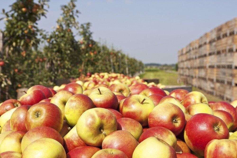 არასტანდარტული ვაშლის პროგრამით სუბსიდია უკვე 2,000 ტონა ვაშლზე გაიცა