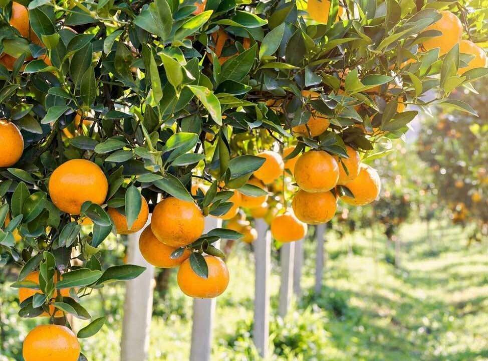 We Can't Enter The European Market - Tangerine Exporter