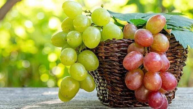 რა ეღირება წელს სუფრის ყურძენი? - Sartichala Vineyard Management-ის პროგნოზი