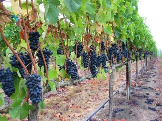 Gov't To Subsidize Grapes For Khvanchkara Wine