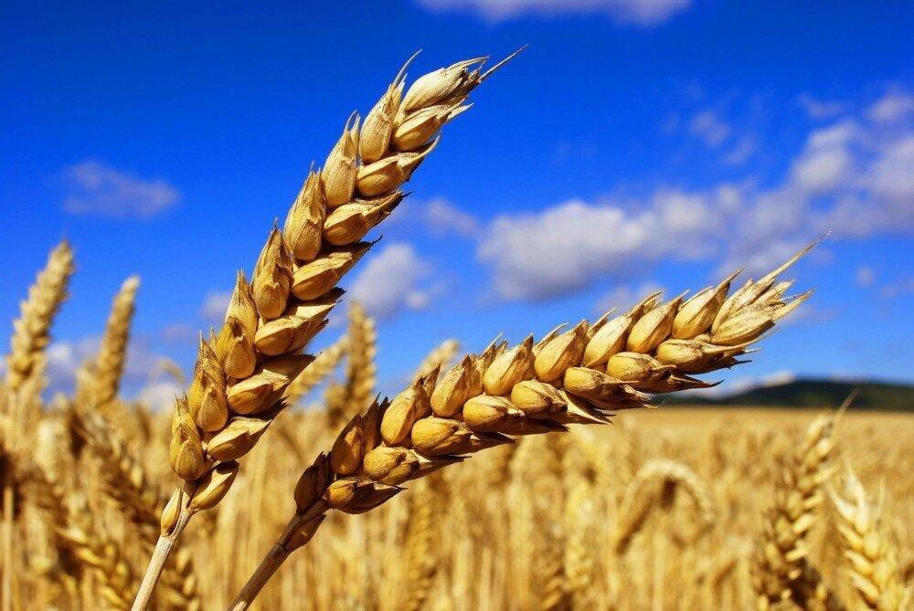 Pakistan approves deal to import 300,000 tonnes of Russian wheat