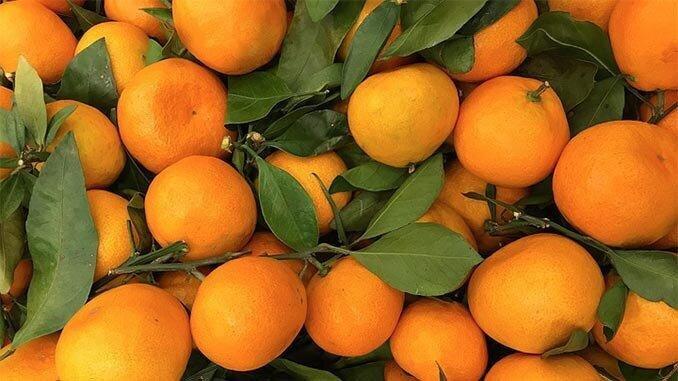 Fruit Harvest Expected To Hit 45,000 Tonnes Of Citrus - PM