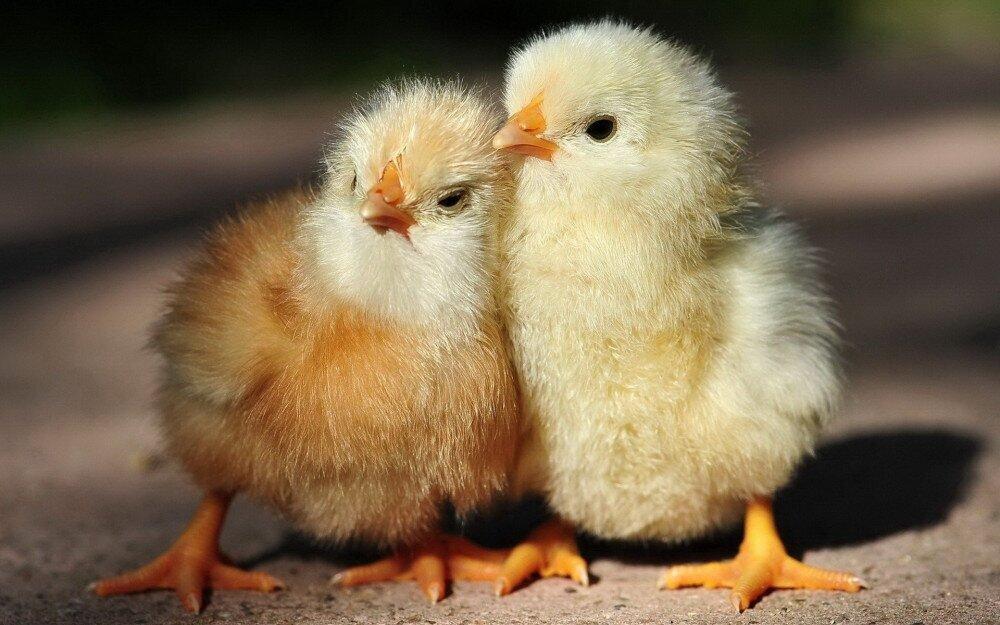 In first, Israeli scientists program hens to lay eggs that carry only female chicks