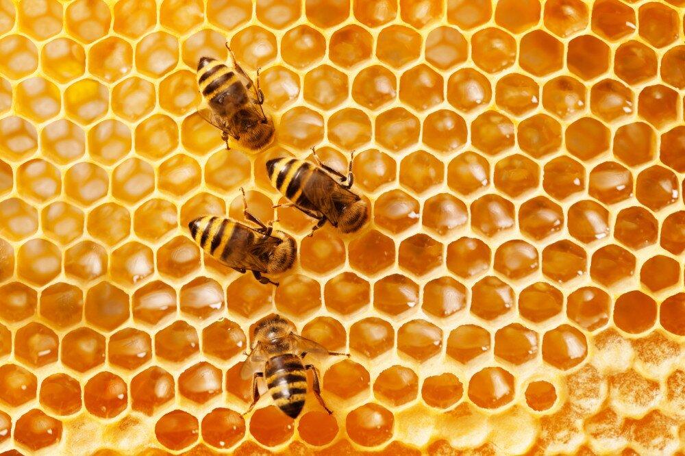აშშ-ში ფუტკრებისთვის განკუთვნილი პირველი ვაქცინა დაამტკიცეს