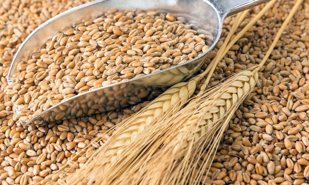 Ukraine expects 45 mln tonnes of grain and leguminous crops in 2023